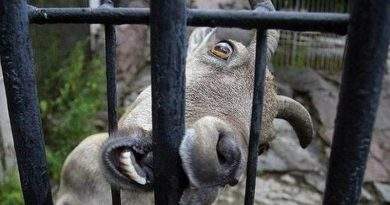 Наши кандидаты и другие животные